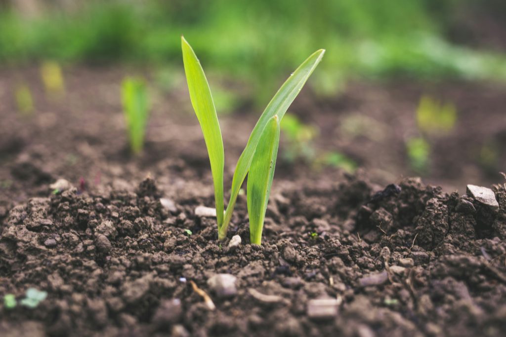 agricoltura rigenerativa cosmetica