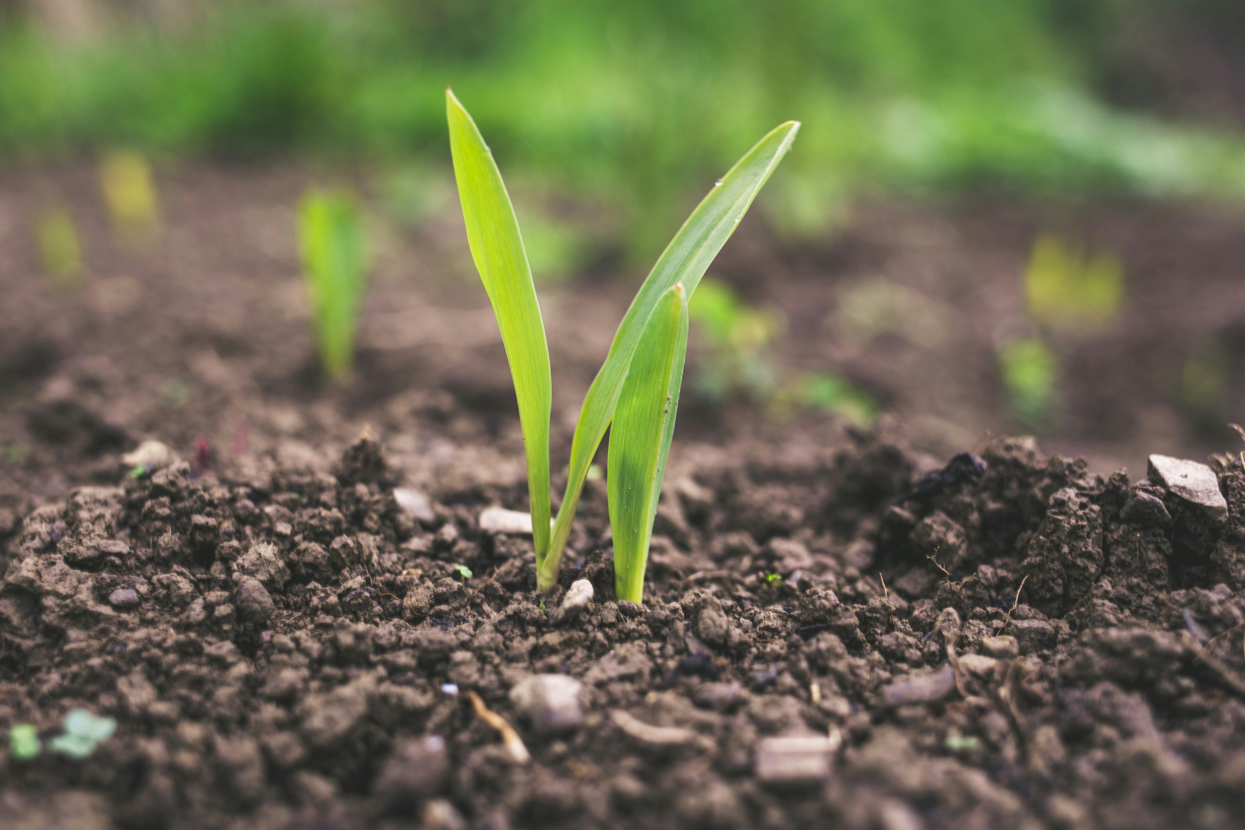 agricoltura rigenerativa cosmetica