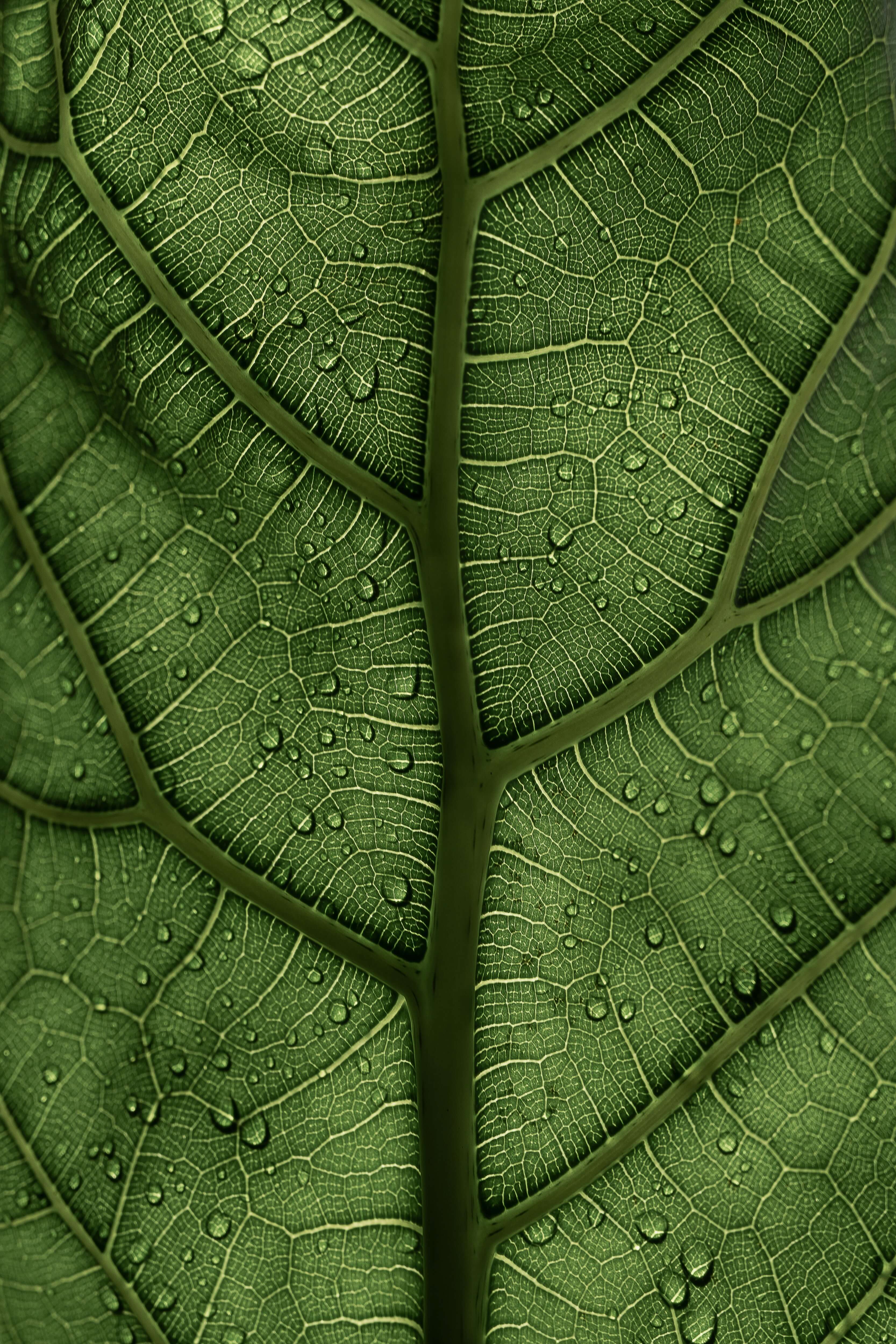 Foglia verde come simbolo dei green claims cosmetici e della comunicazione ambientale